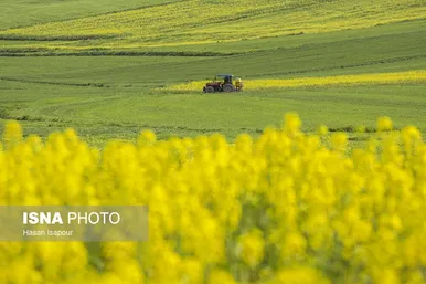 ایران زیباست | کشت کلزا در مناطق کوهستانی دودانگه - مازندران