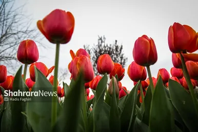 گزارش تصویری | بازدید استاندار خراسان رضوی و شهردار مشهد از پارک گل های مشهد