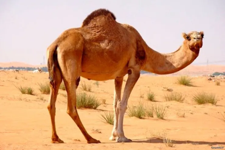 مصرف گوشت شتر نیازمند فرهنگ‌سازی است
