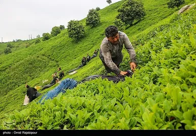 ایران زیباست | برداشت چای بهاره - گیلان