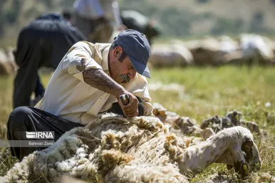 عکس‌های پشم‌چینی گوسفندان عشایر