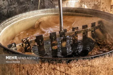 برداشت نیشکر در مازندران