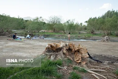 گزارش تصویری | قطع گسترده درختان روستای «اسکان» - شازند