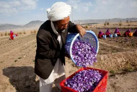 هشدار به زعفران&zwnj;کاران | مراقب بازی دلالان باشید!