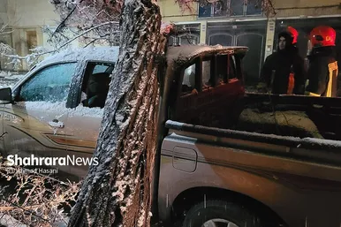 گزارش تصویری | شکستگی درختان در مشهد بر اثر بارش برف