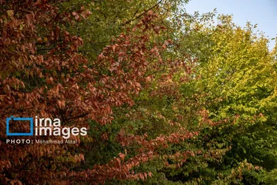 گزارش تصویری | خشکسالی در جنگل‌های هیرکانی گلستان