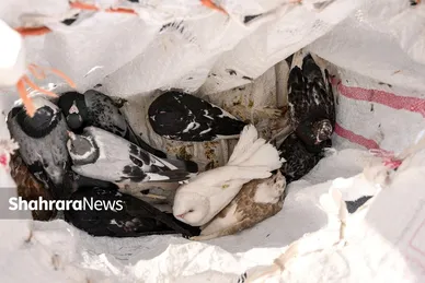 عکس‌هایی از جمعه‌بازار پرنده‌فروشان در شمال شرق مشهد
