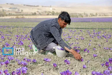 ایران زیباست | برداشت زعفران از مزارع «فاروج»