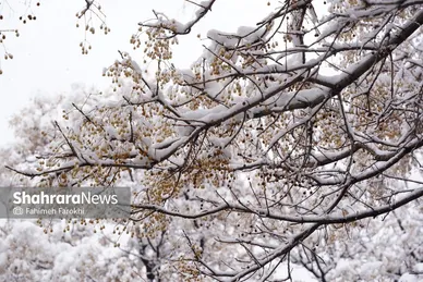 گزارش تصویری | بارش زیبای برف در مشهد