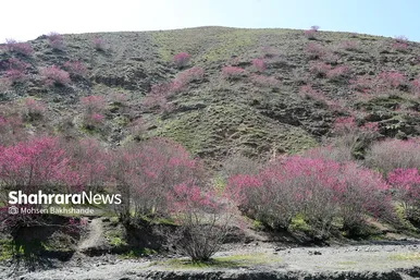 ایران زیباست | «ارغوان» پنجه‌ی خونین زمین