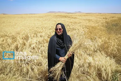برداشت گندم در هشترود