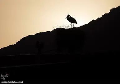 ایران زیباست | همزیستی لک لک‌ها در روستای کپر جودکی بروجرد با مردم روستا