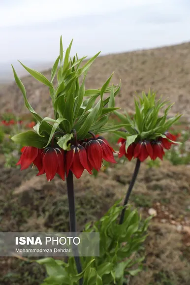 لاله‌ی «واژگون» و شاهنامه فردوسی