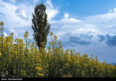 ایران زیباست | کشت کلزا در شهرستان سلسله - لرستان