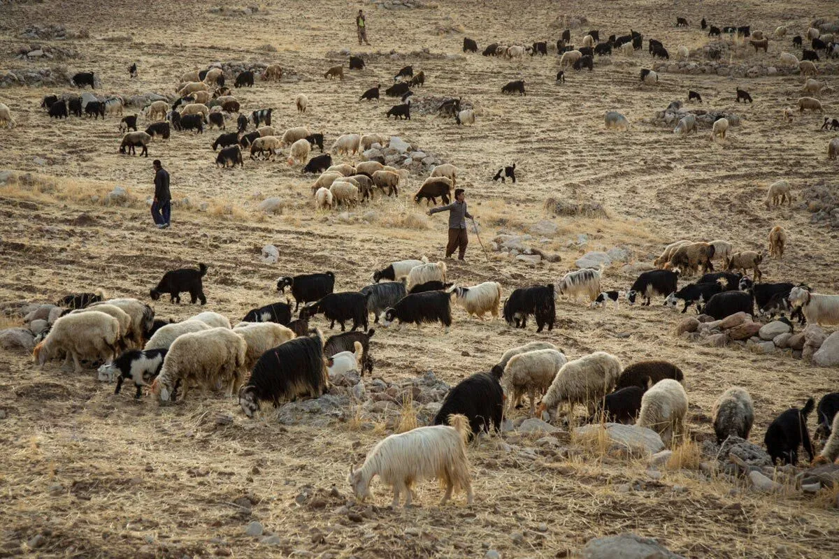 دامداران خراسان رضوی دیگر توانی برای ماندن در خشکسالی را ندارند