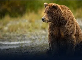 خرس قهوه&zwnj;ای آسیب&zwnj;دیده ناشی از اصابت گلوله در آمل تلف شد