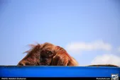 دام زنده عید قربان در مشهد چقدر قیمت دارد؟