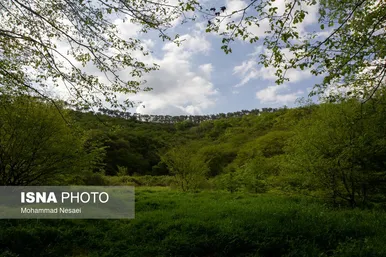 ایران زیباست | جنگل‌های هیرکانی النگدره - گلستان