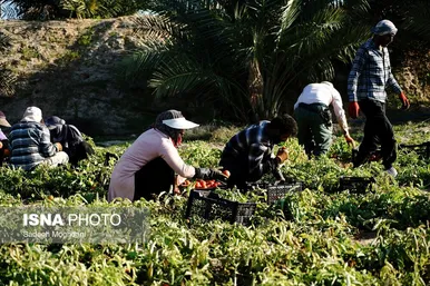 گزارش تصویری | برداشت گوجه فرنگی خارج از فصل - بردخون