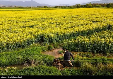 ایران زیباست | کشت کلزا در شهرستان سلسله - لرستان