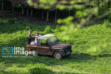 گزارش تصویری | زندگی در قلب جنگل های هیرکانی