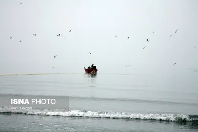 ایران زیباست | پرندگان مهاجر دریای خزر