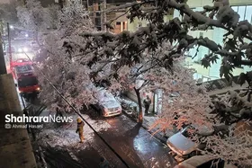 ویدئو| محافظت از درختان با همکاری شهروندان مشهدی