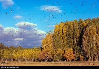 ایران زیباست | پرواز کبوترها در روزهای پاییزی
