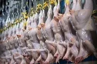 مرغ به اندازه کافی در بازار موجود است | قیمت مصوب مرغ چقدر است؟ (۳ مرداد ۱۴۰۲)