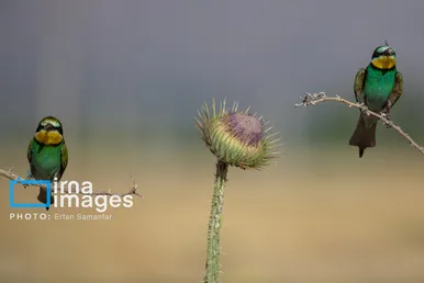 گزارش تصویری | پرنده‌ای به نام زنبور خوار اروپایی