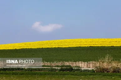 ایرانِ زیبا | «کلزای» بهاری در گلستان