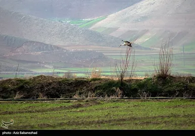 ایران زیباست | همزیستی لک لک‌ها در روستای کپر جودکی بروجرد با مردم روستا