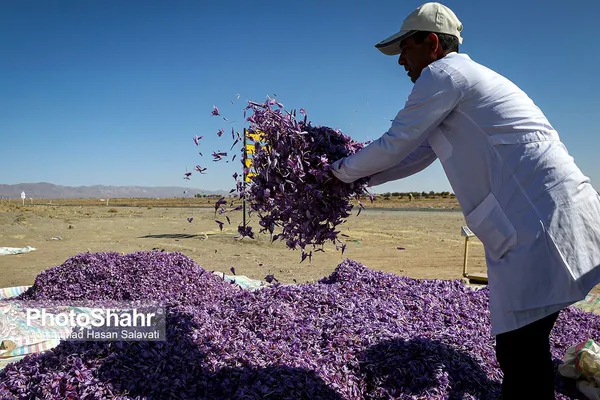 روایتی از یک ‌روز زندگی زعفران‌کاران که این روزها طلای سرخشان خریدار ندارد