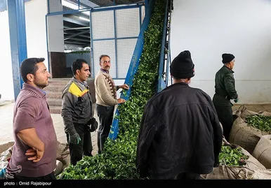 ایران زیباست | برداشت چای بهاره - گیلان