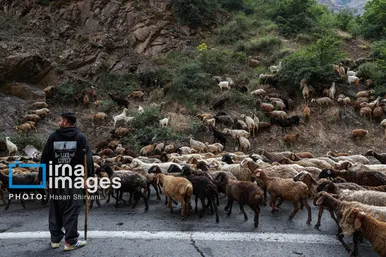 گزارش تصویری | «جاده چالوس» گذرگاه بهاری عشایر