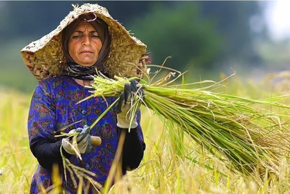 رشد ۲۵ درصدی حمایت بیمه از زنان روستایی و عشایری خراسان‌شمالی