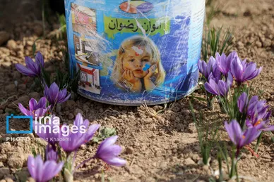 ایران زیباست | برداشت زعفران از مزارع «فاروج»