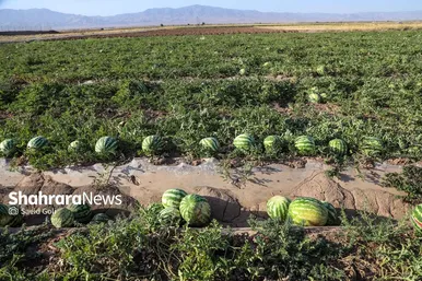 برداشت هندوانه در روستای گلسرا