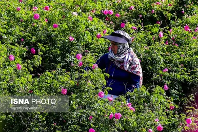 برداشت گل محمدی در کاشان
