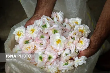 ایران زیباست | گلاب گیری در روستای گیلده گیلان