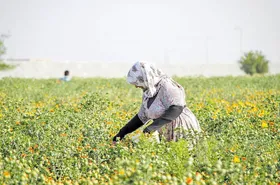 سطح زیر کشت گیاهان دارویی خراسان رضوی بیش از ۲۸ هزار هکتار است&nbsp;