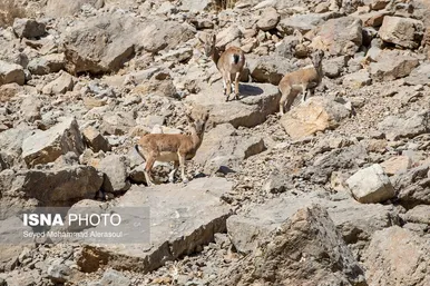 گزارش تصویری | محیط‌بانان پارک ملی تندوره