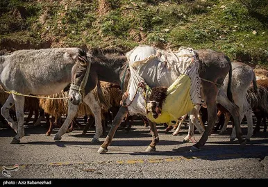 عبور عشایر از خرم آباد
