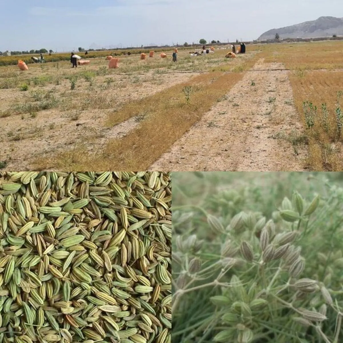 برداشت ۷۰۰ تن زیره سبز در بجستان خراسان رضوی