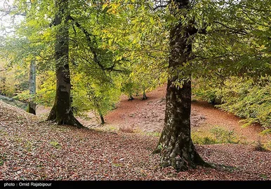 ایران زیباست؛ طبیعت پاییزی - گیلان