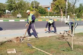 خادمان سبزپوش منطقه ۷ در مسیر عشق؛ آماده&zwnj;سازی باشکوه معابر برای استقبال از پیکر مطهر رهبر شهید
