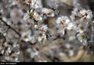 ایران زیباست | اندک اندک می‌رسد اینک بهار