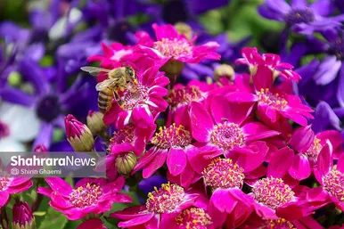 گزارش تصویری | باغ گلهای مشهد میزبان بازدید کننده گان نوروزی