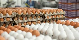 عرضه تخم&zwnj;مرغ تنظیم بازار در بازار&zwnj;های شهرداری مشهد آغاز شد