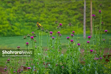 طبیعت زیبای ترکمن صحرا
